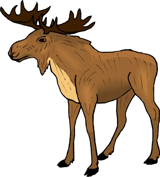 Illustration of a Standing Moose