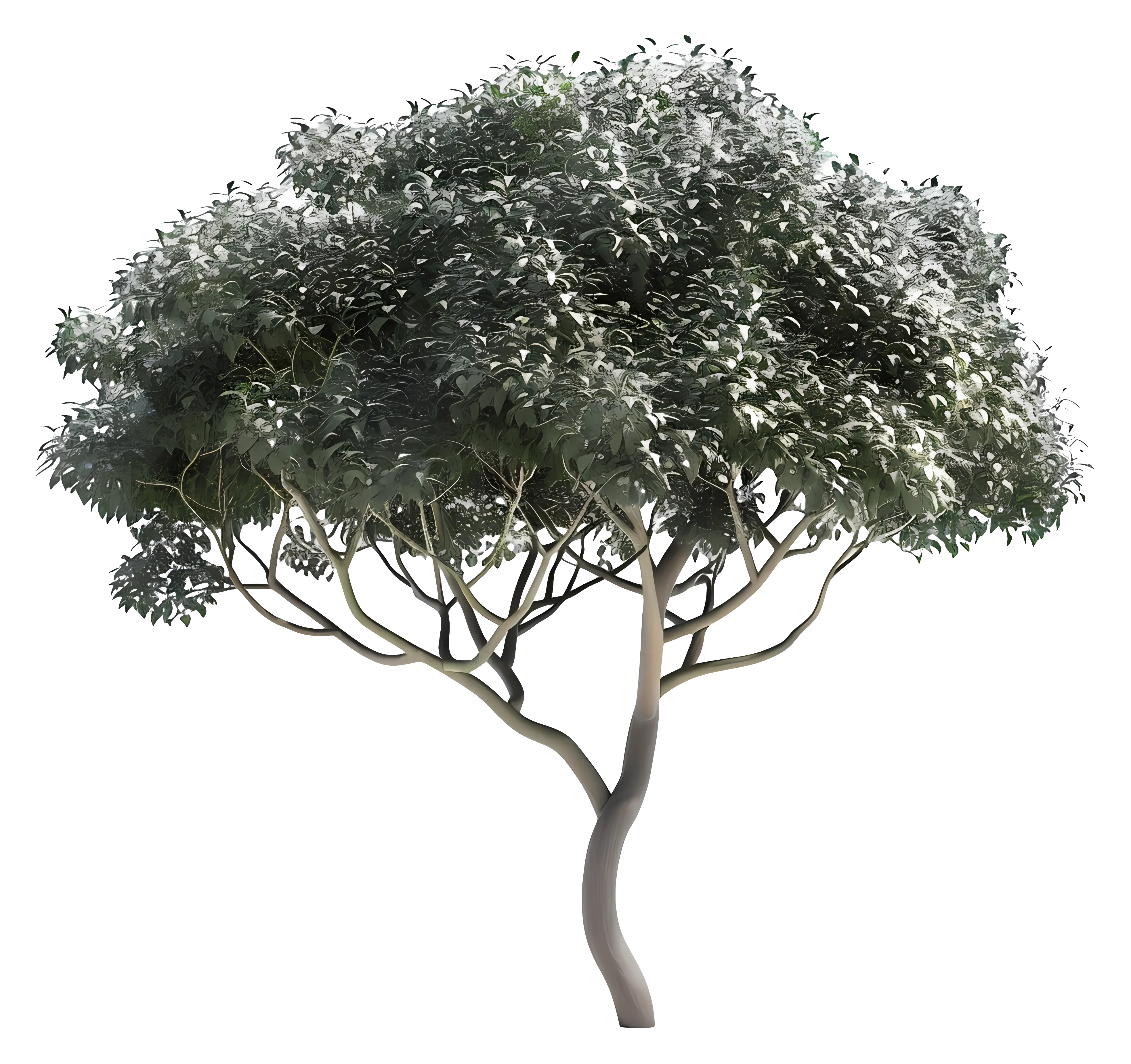 Lush Green Tree with Branches