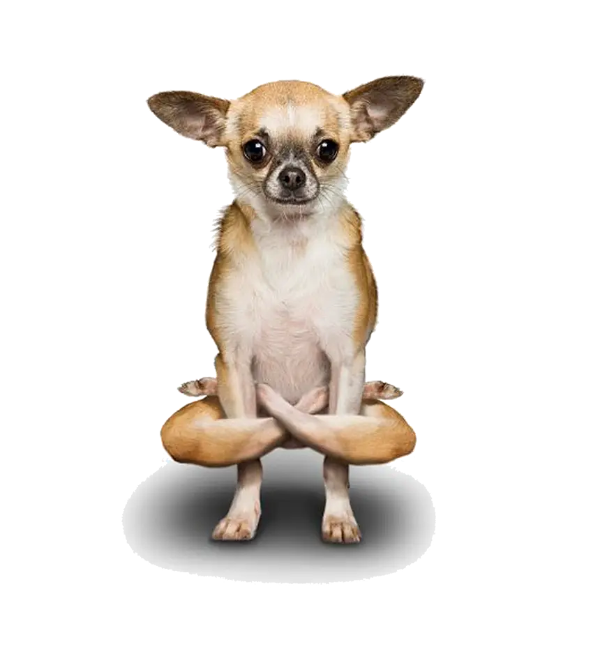 Cute Chihuahua in Yoga Pose