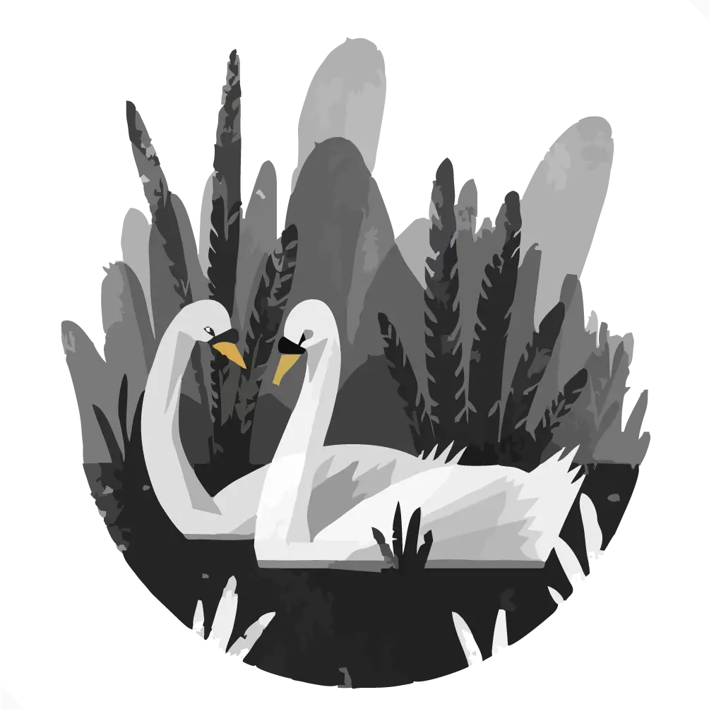 Two White Swans in a Lake