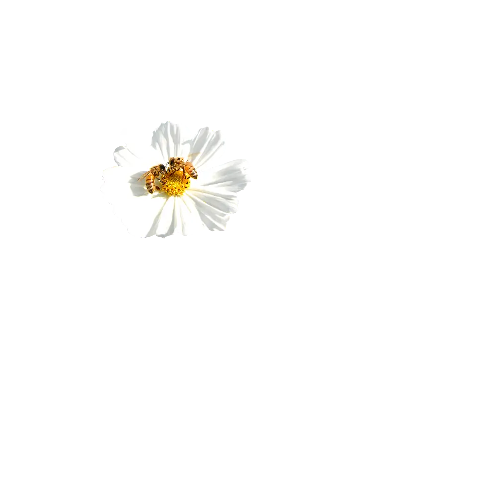 White Daisy Flower with Yellow Center