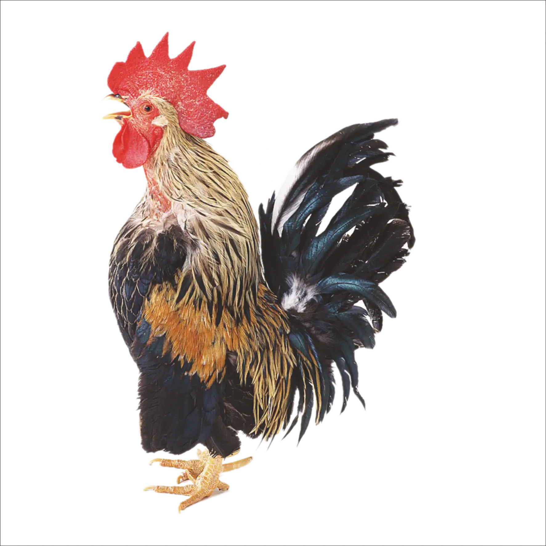 Colorful Rooster with Vibrant Plumage