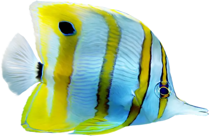 Striped Tropical Fish Illustration