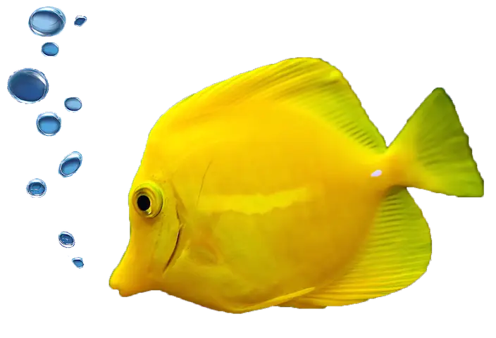 Bright Yellow Fish with Bubbles