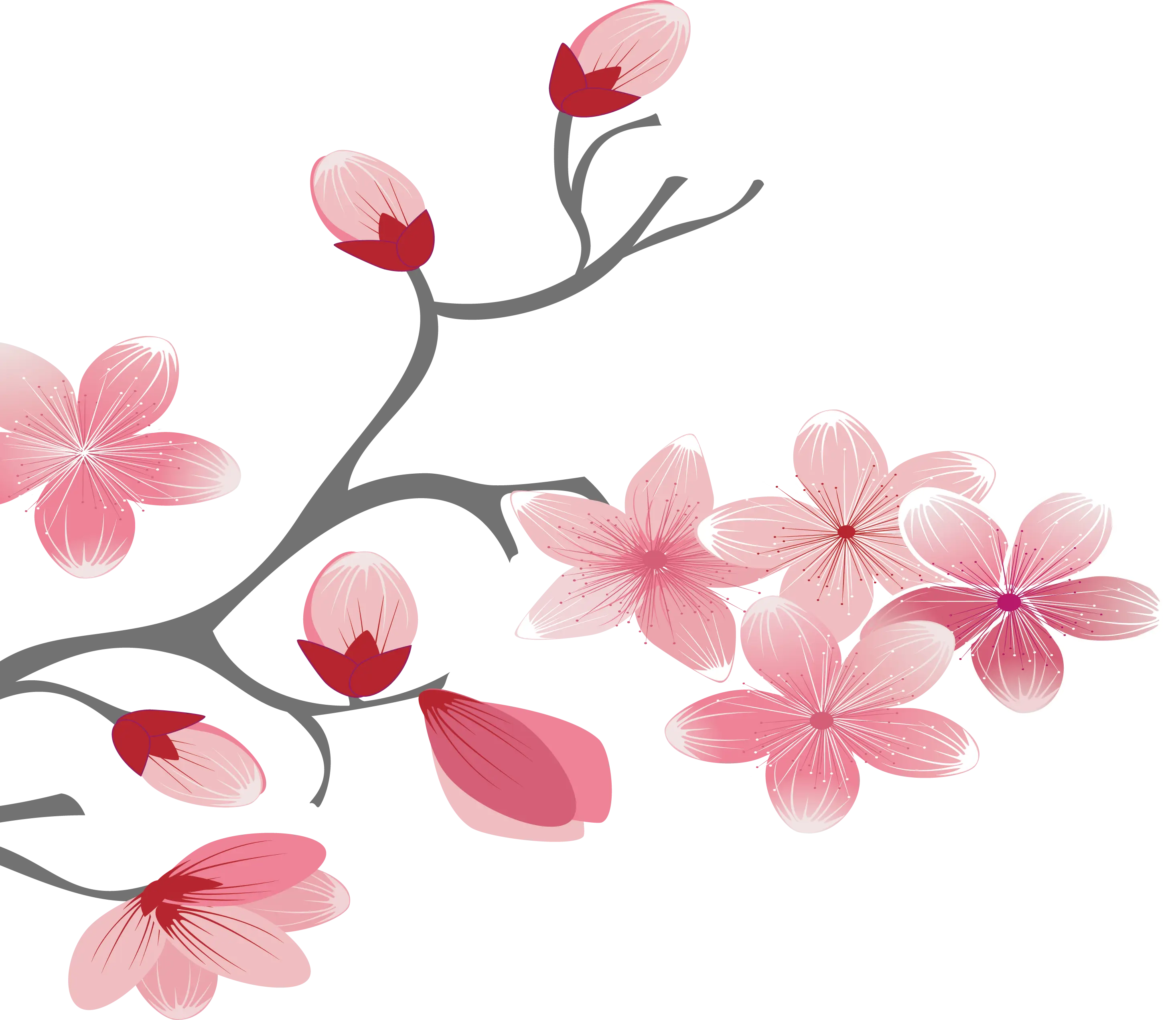 Pink Cherry Blossoms on Branch