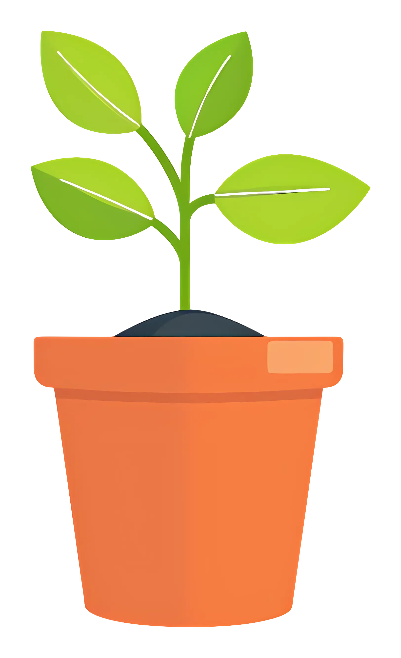 Small Green Potted Plant in a Terracotta Container
