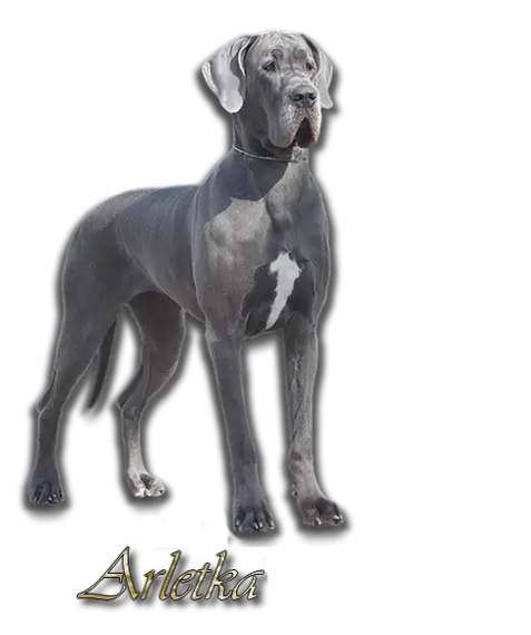 Great Dane Dog