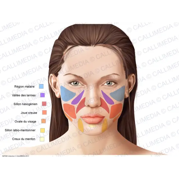 Facial Regions Diagram for Medical Use