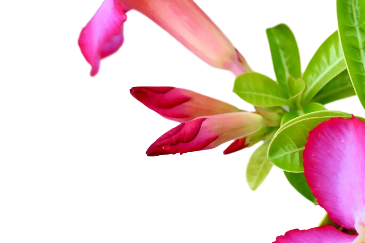 Pink Desert Rose Flowers Close-Up