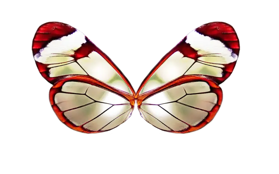 Butterfly with Transparent Wings Illustration