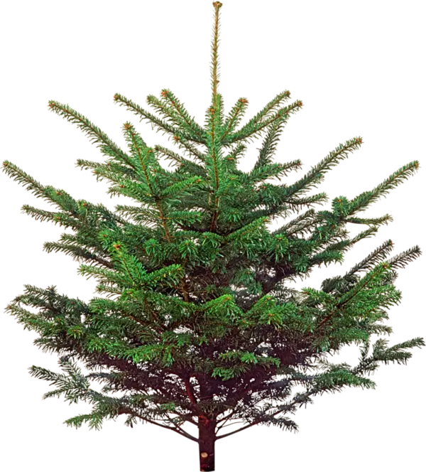 Small Christmas Tree for Holiday Decoration
