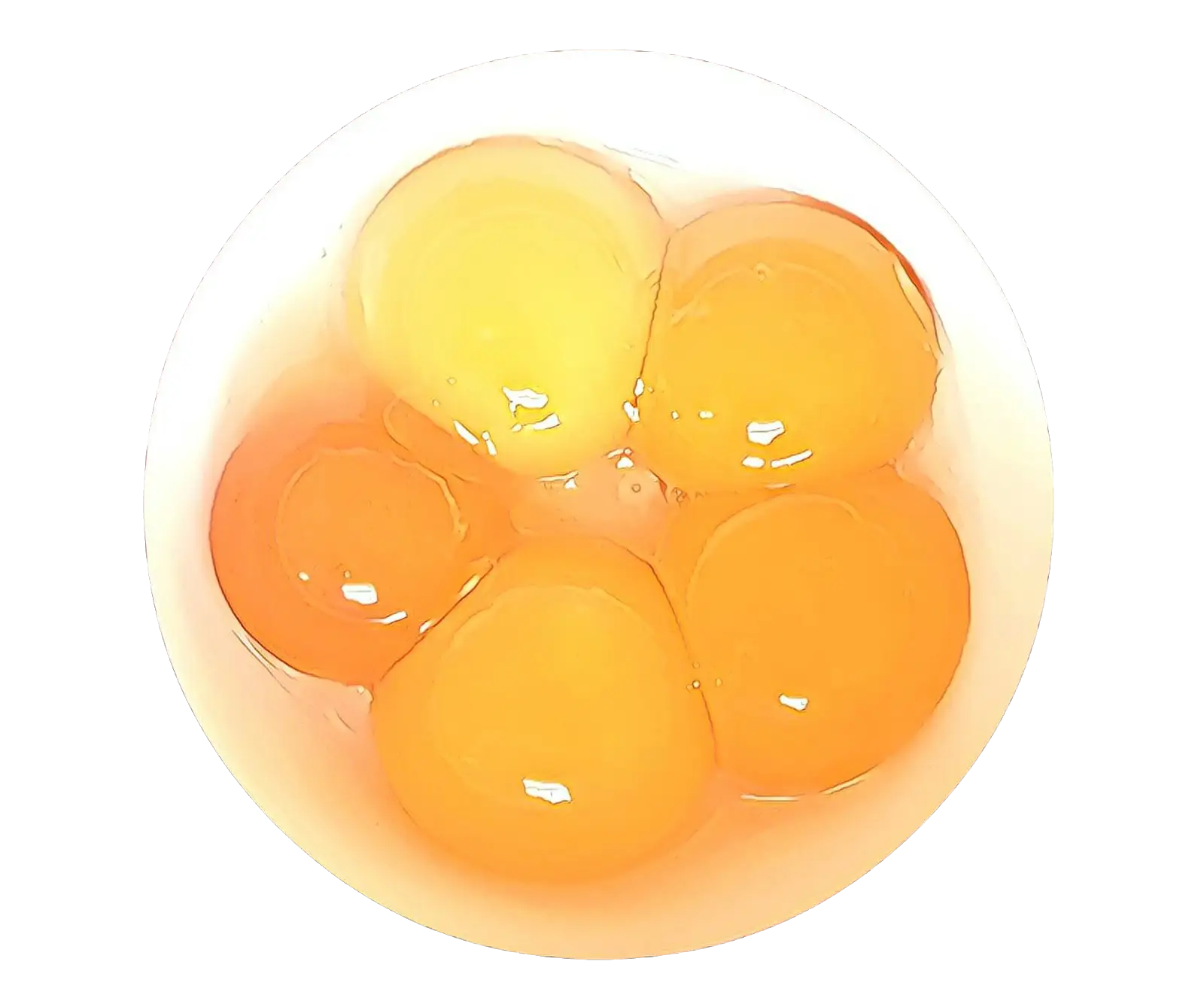 Raw Egg Yolks Illustration