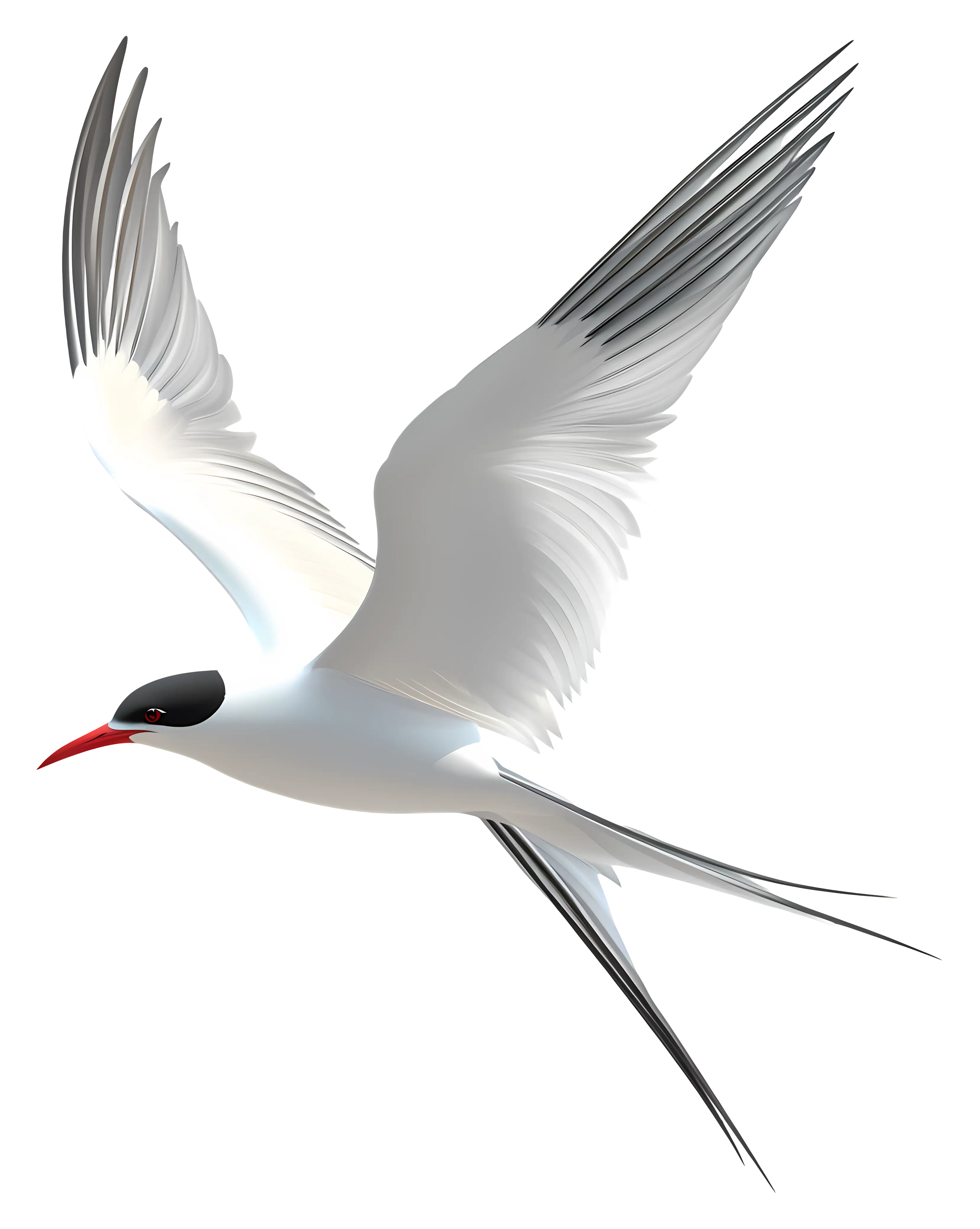 Flying Bird with Long Tail