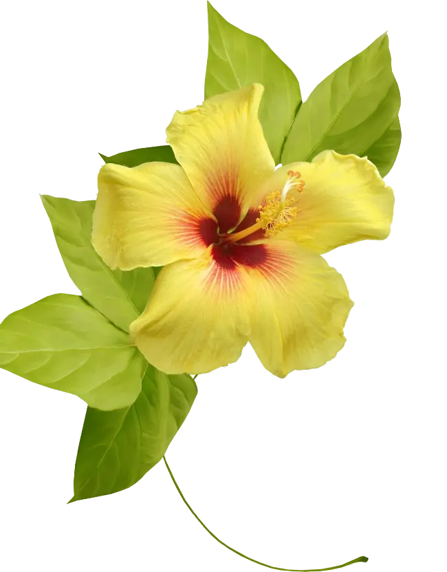 Yellow Hibiscus Flower with Leaves