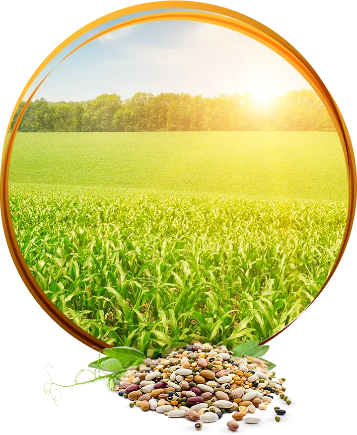 Field with Seeds and Sunlight