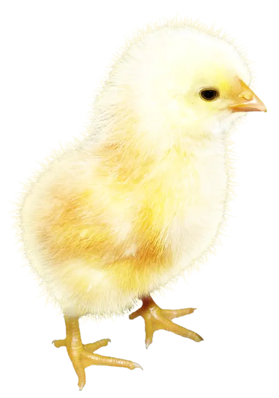 Baby Chick Illustration with Fluffy Yellow Feathers
