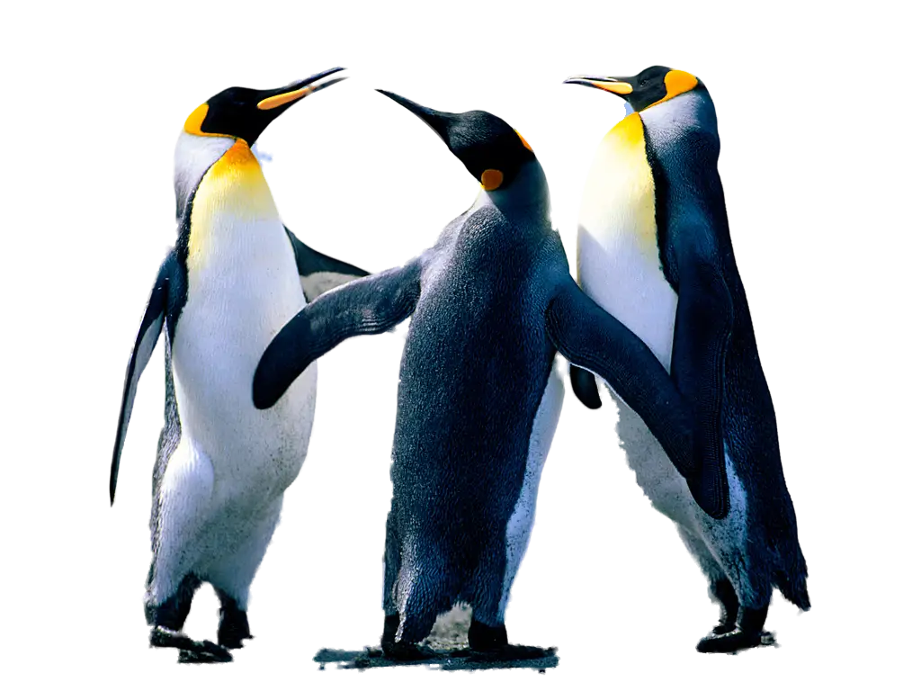 Group of King Penguins Standing Together