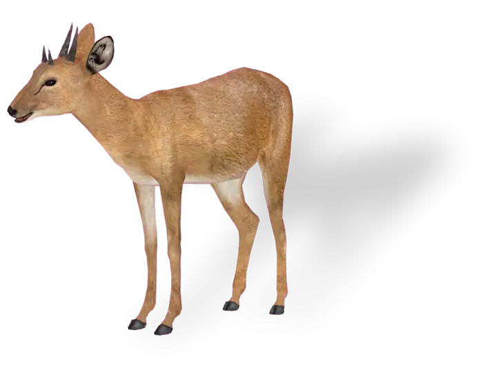 Small Antelope Standing Gracefully
