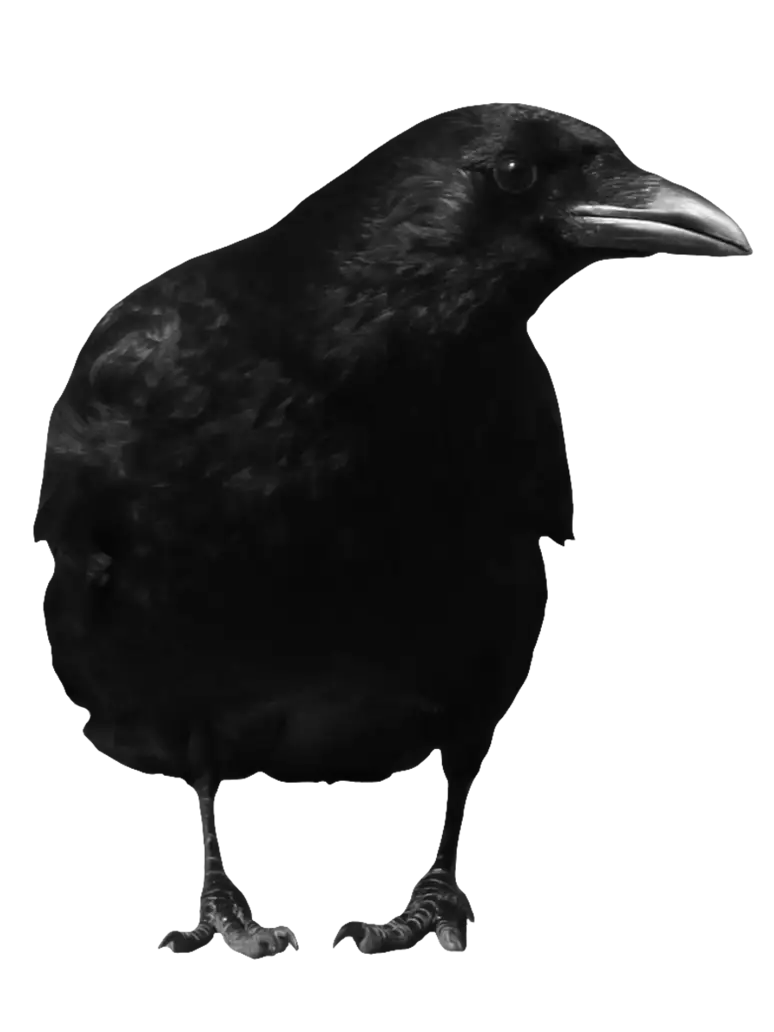 Black Crow Illustration