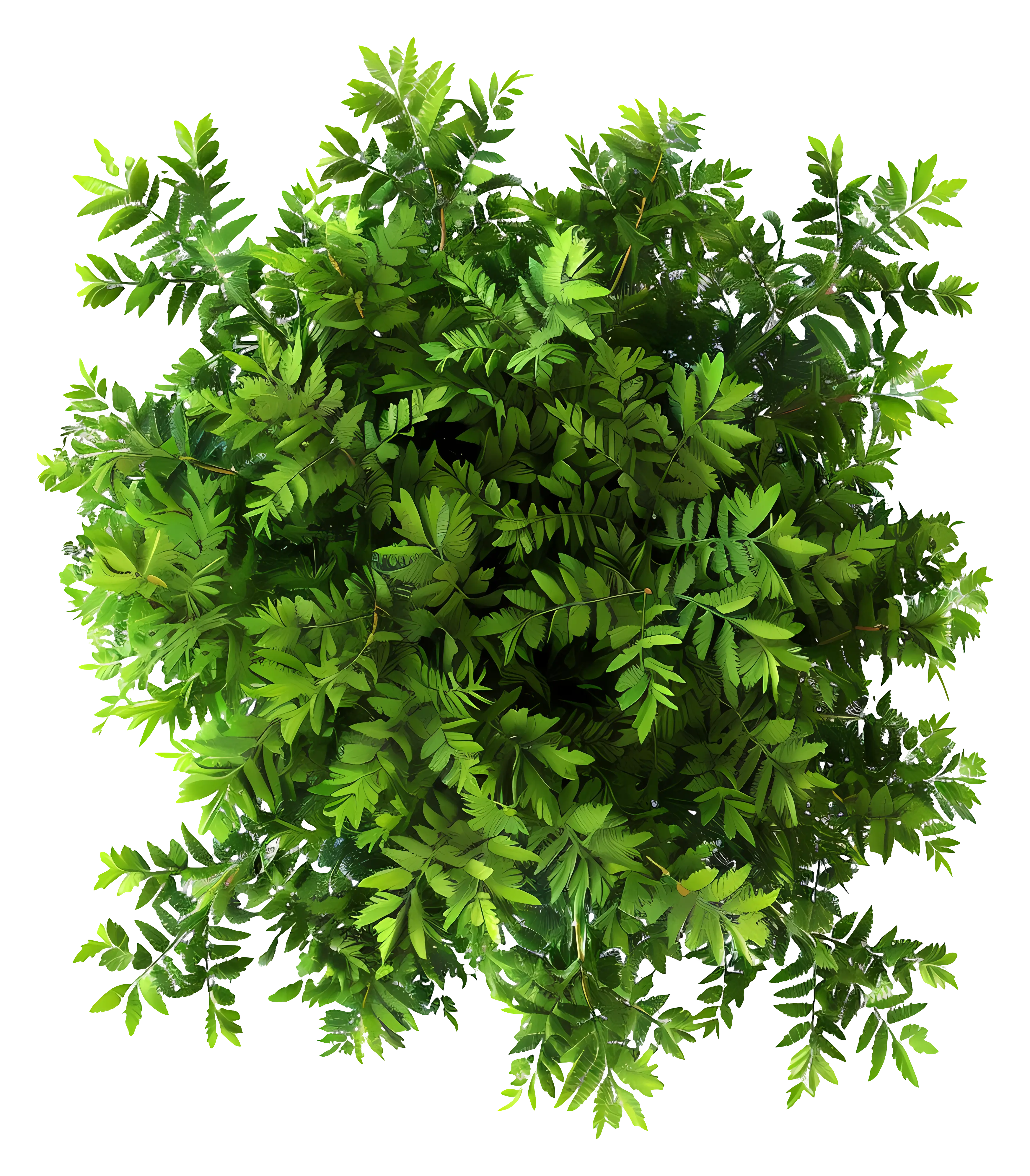 Dense Green Leafy Bush Illustration