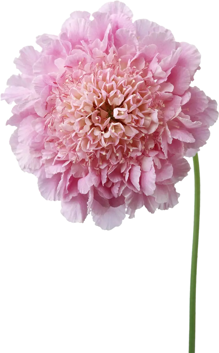 Pink Carnation Flower on Stem