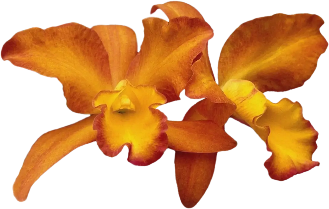 Bright Orange Orchid Flowers for Decoration