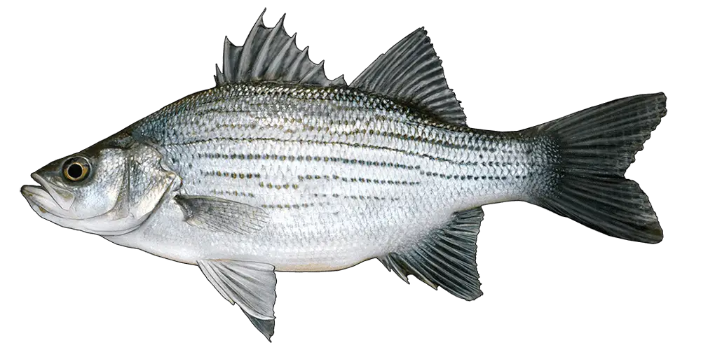 Striped Fish Swimming Illustration