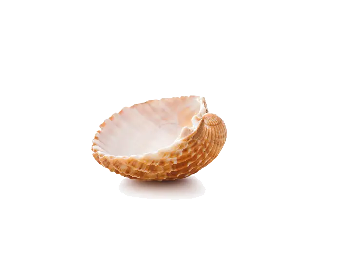 Beautiful Seashell