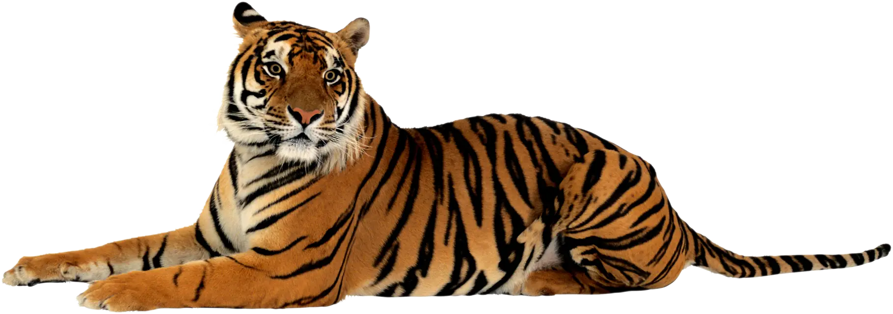 Orange Tiger Illustration in Relaxed Pose