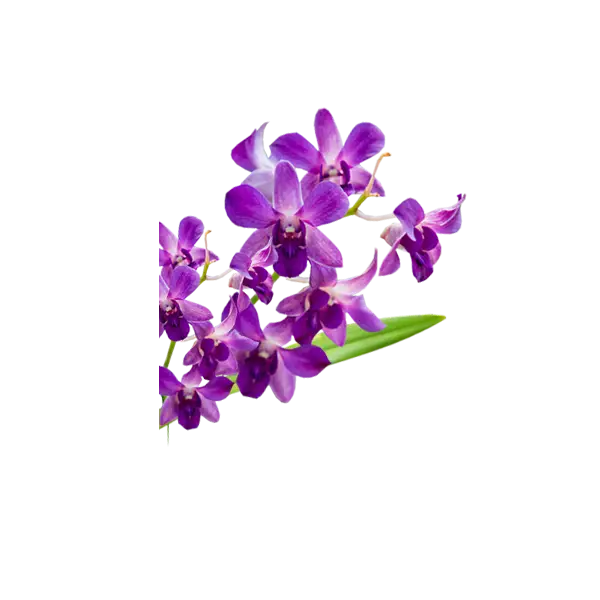 Purple Orchid Flowers with Green Leaves