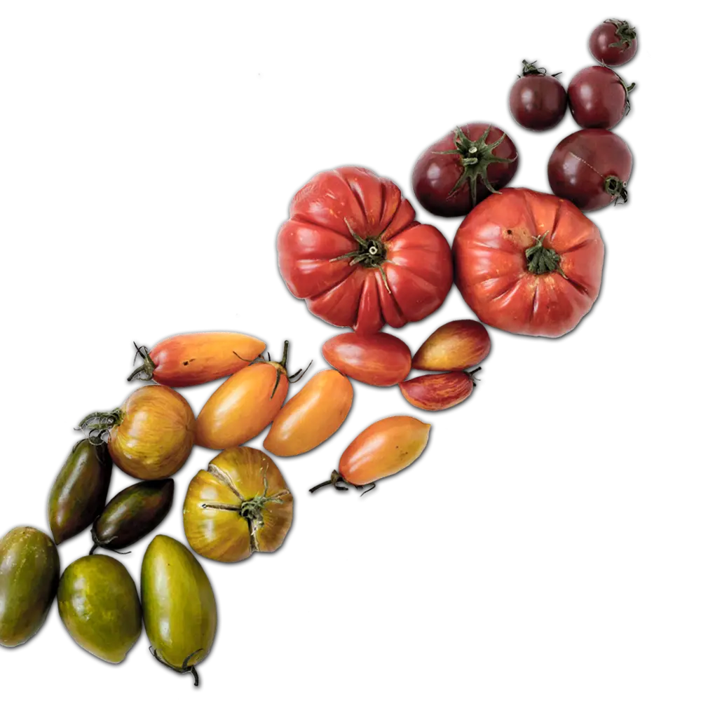 Assorted Heirloom Tomatoes for Fresh Cooking