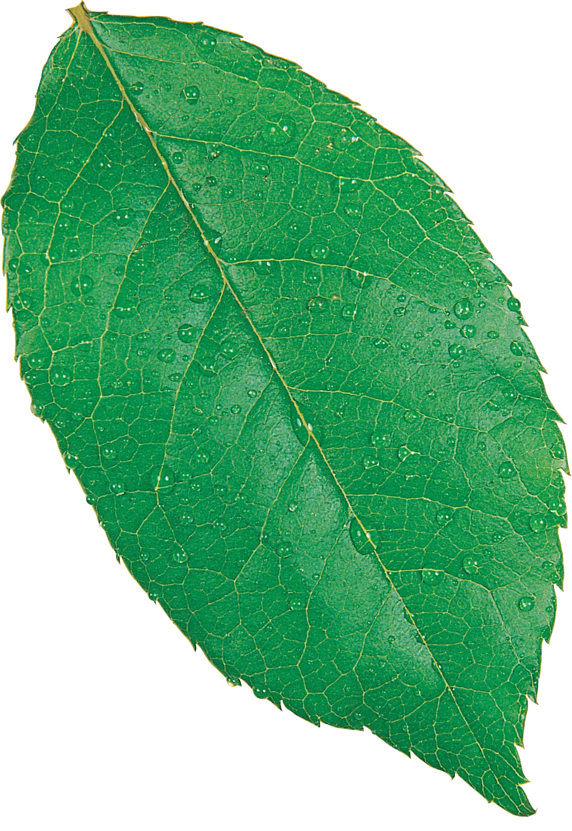 Close-Up Illustration of a Green Leaf with Water Droplets