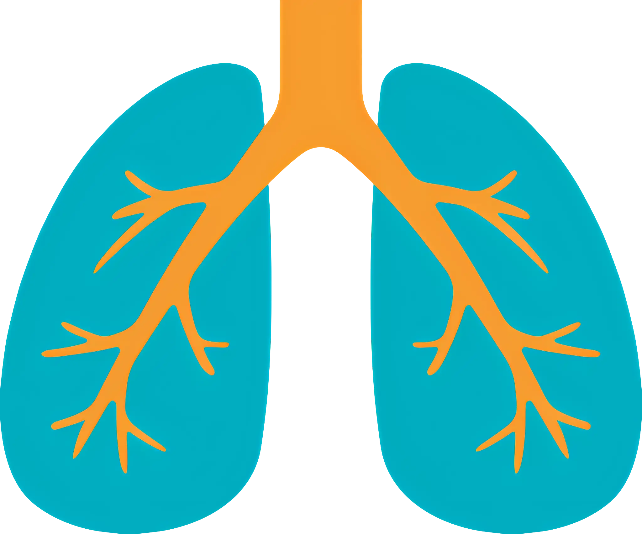 Simplified Lungs Diagram for Anatomy Study