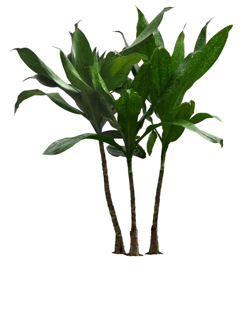 Tall Green Plants with Broad Leaves