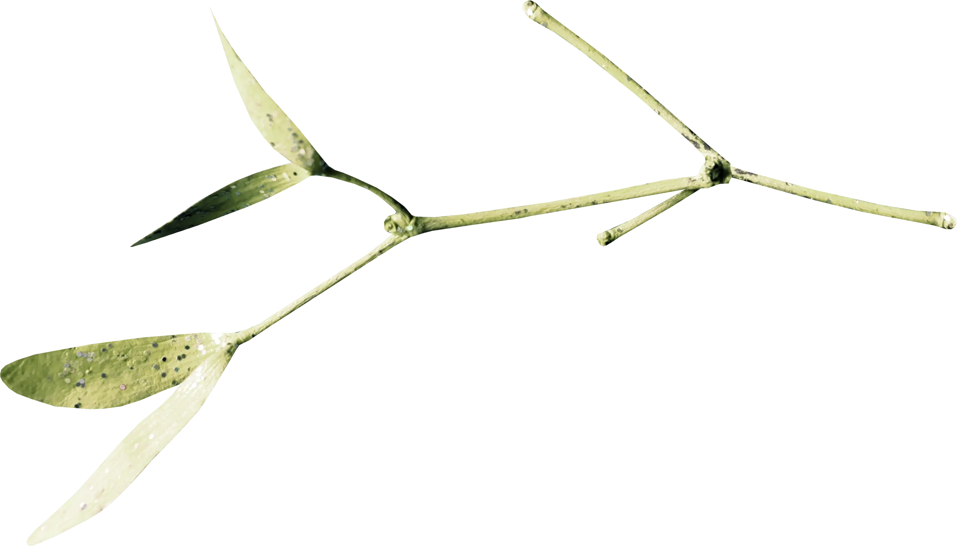 Thin Mistletoe Branch