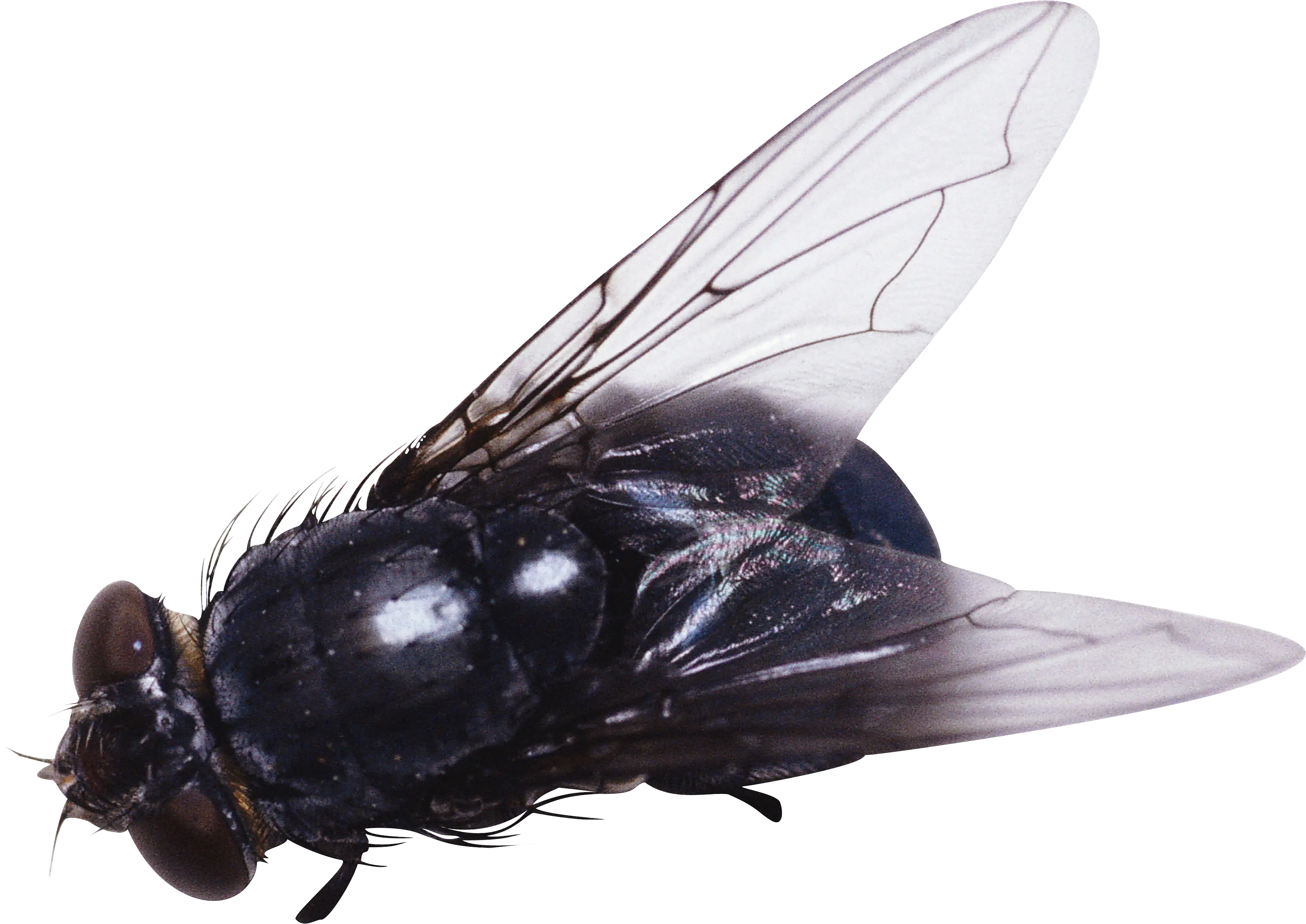 Close-Up of Black Housefly Insect