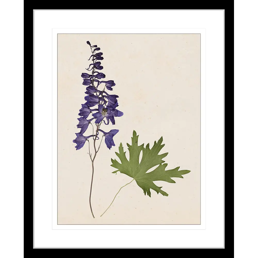 Purple Flower and Green Leaf