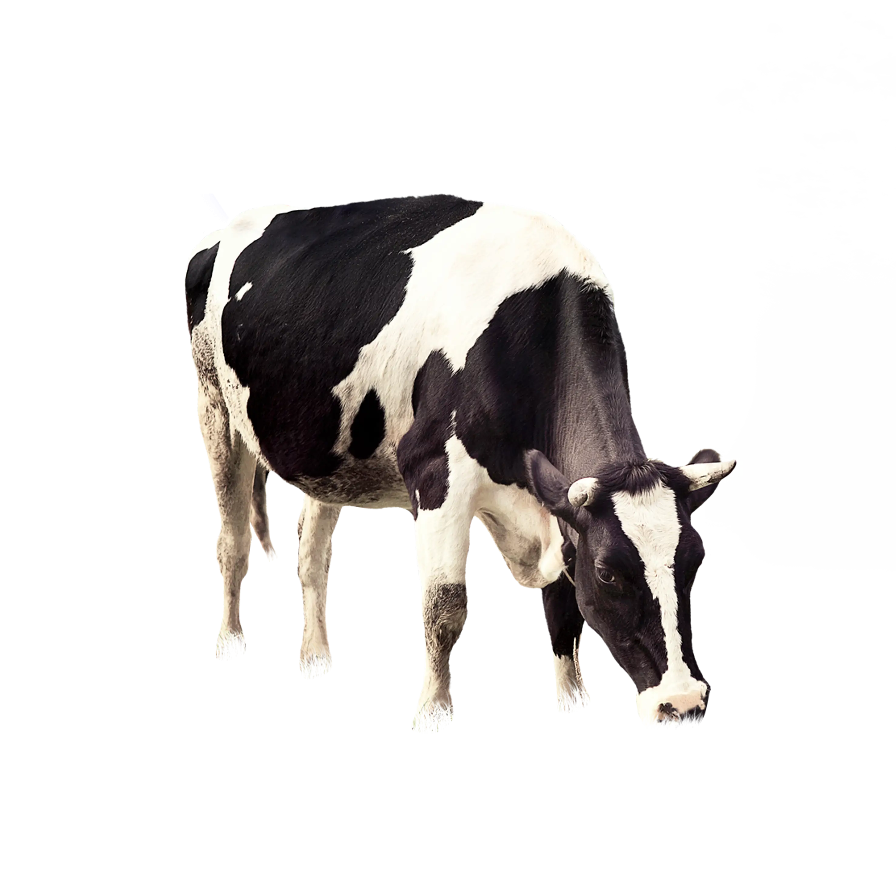 Black and White Cow Grazing