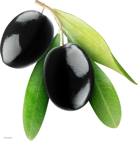 Black Olives with Lush Green Leaves Illustration