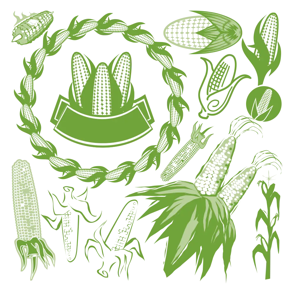 Green Corn Illustrations for Agriculture
