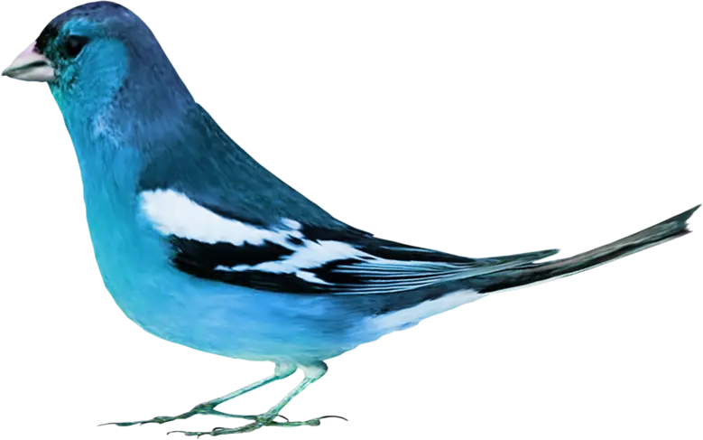 Blue Bird with Black and White Patterns