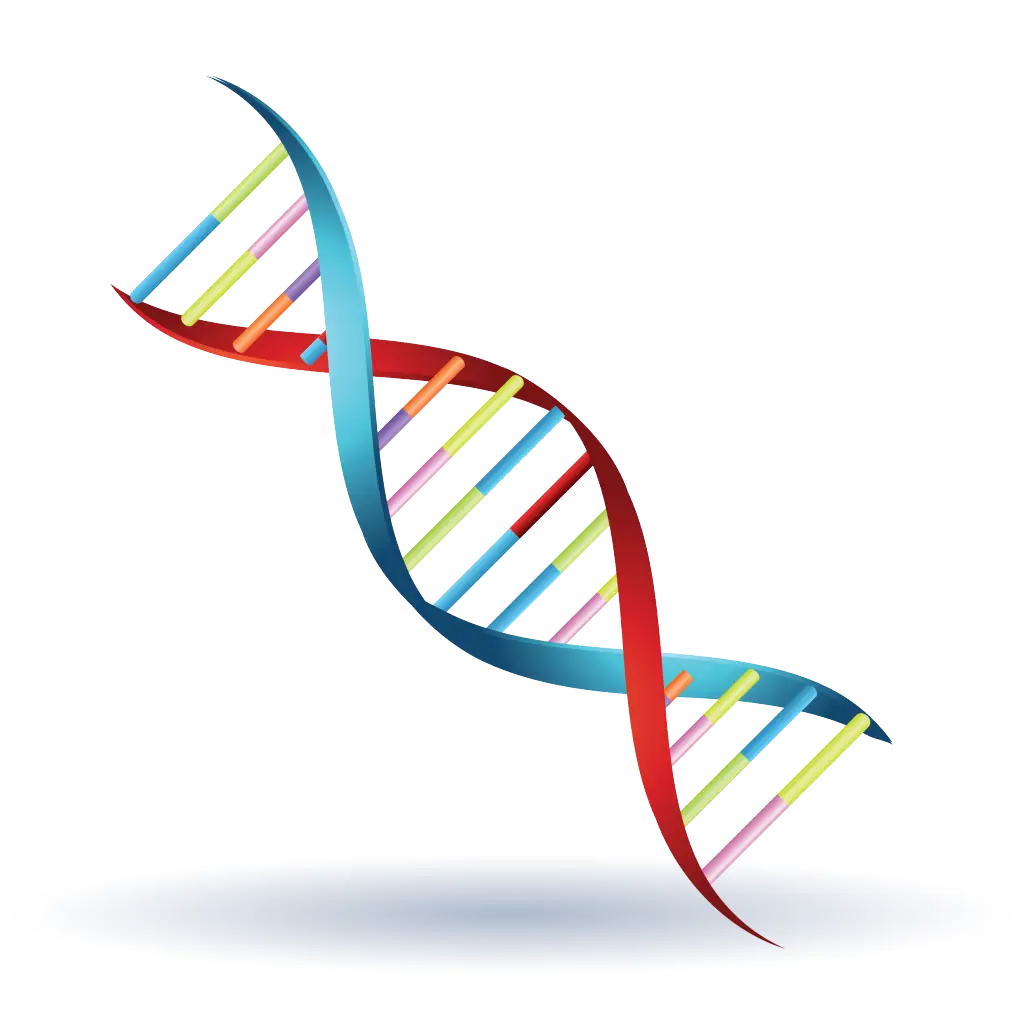 DNA Double Helix Representation