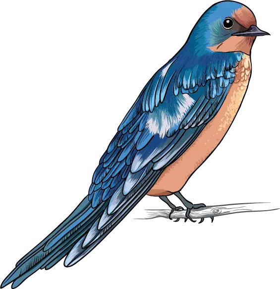 Bluebird Perched Illustration