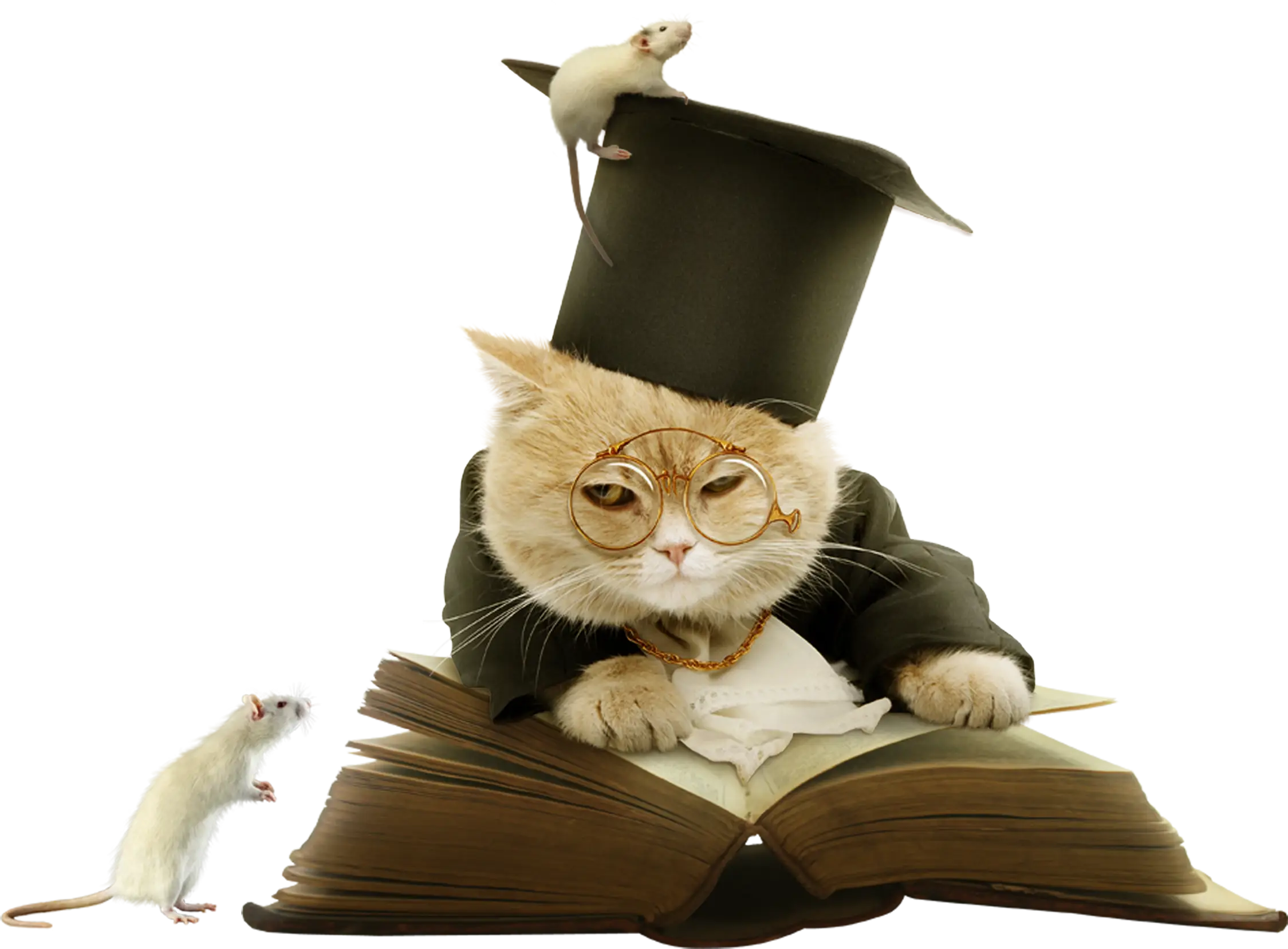 Cat with Graduation Hat