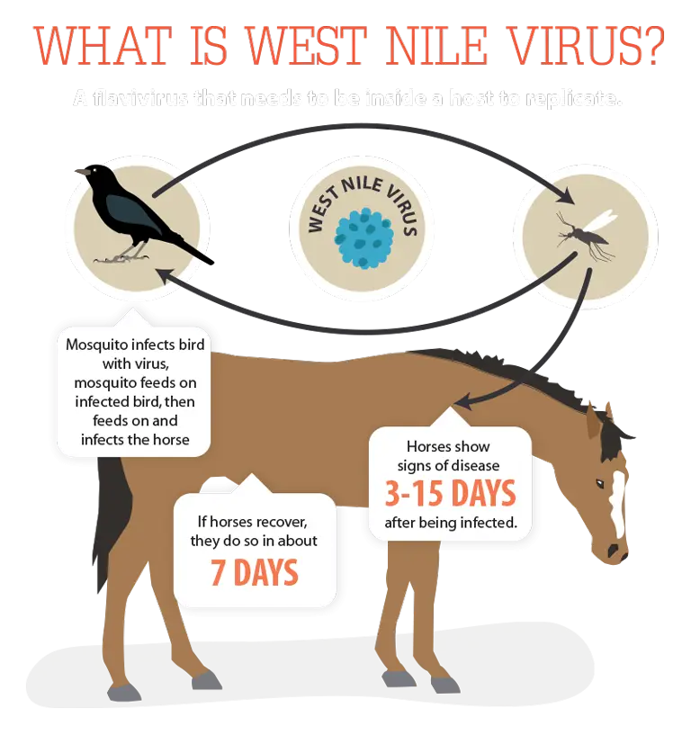 West Nile Virus Infographic