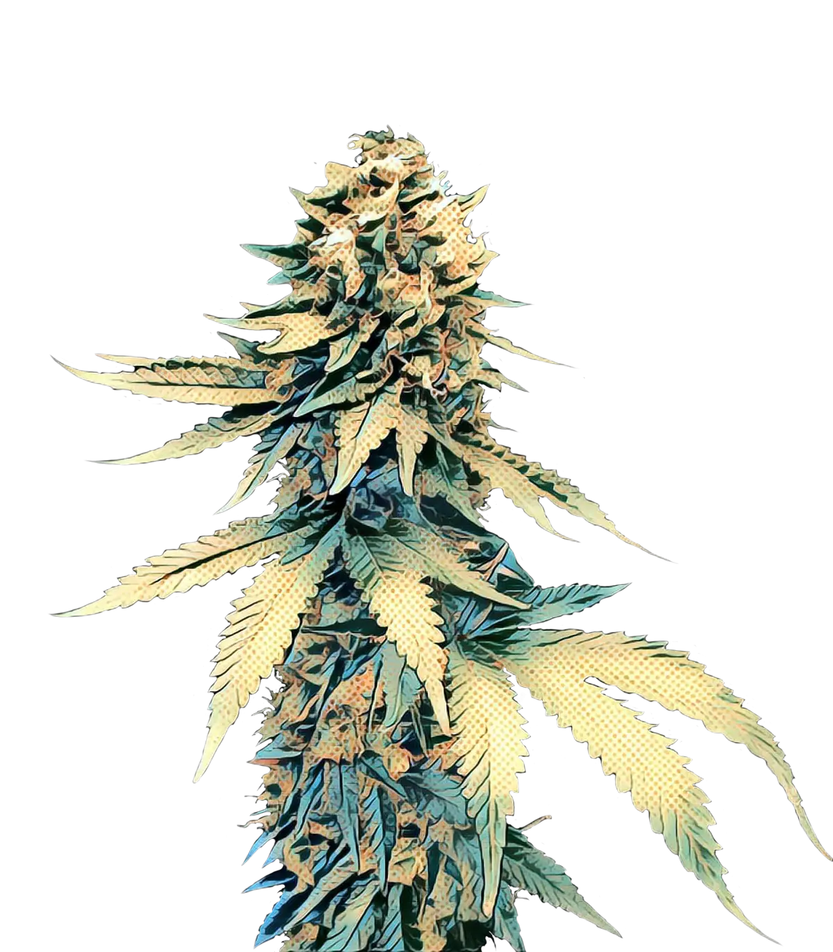 Cannabis Plant Illustration