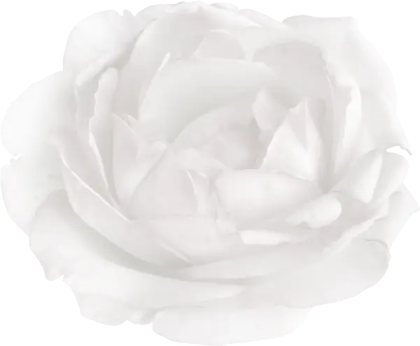 White Rose Flower with Delicate Petals