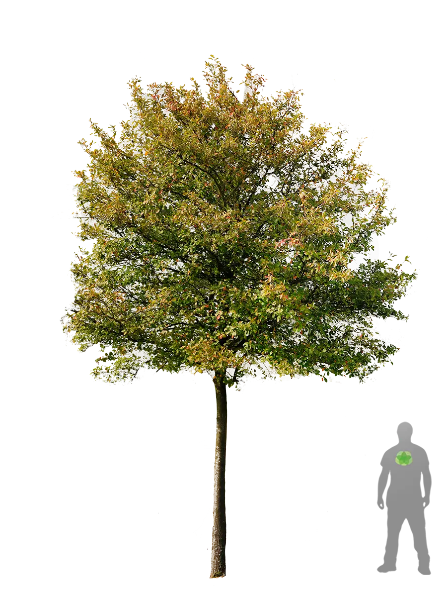 Detailed Green Tree Illustration