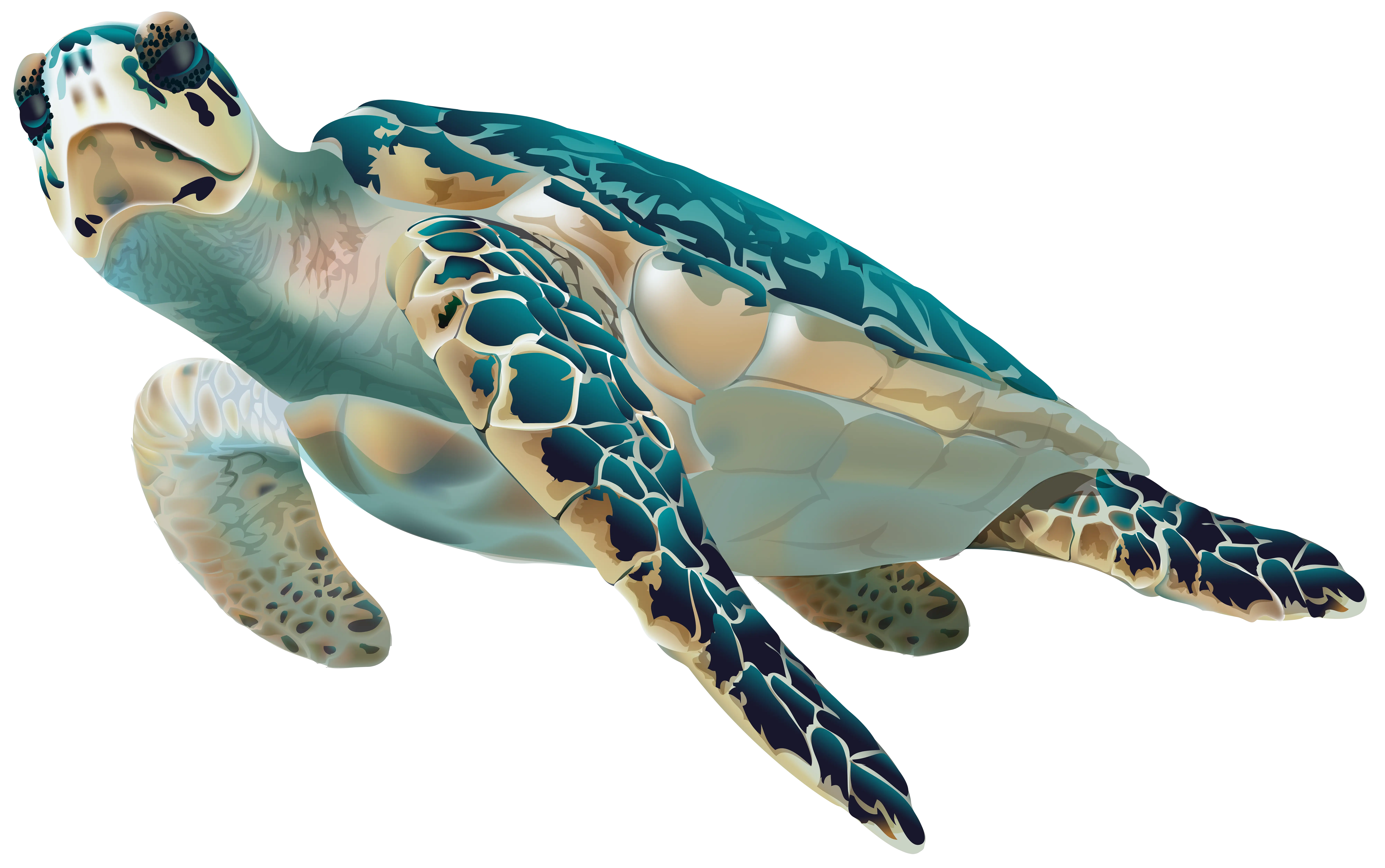 Realistic Sea Turtle Illustration