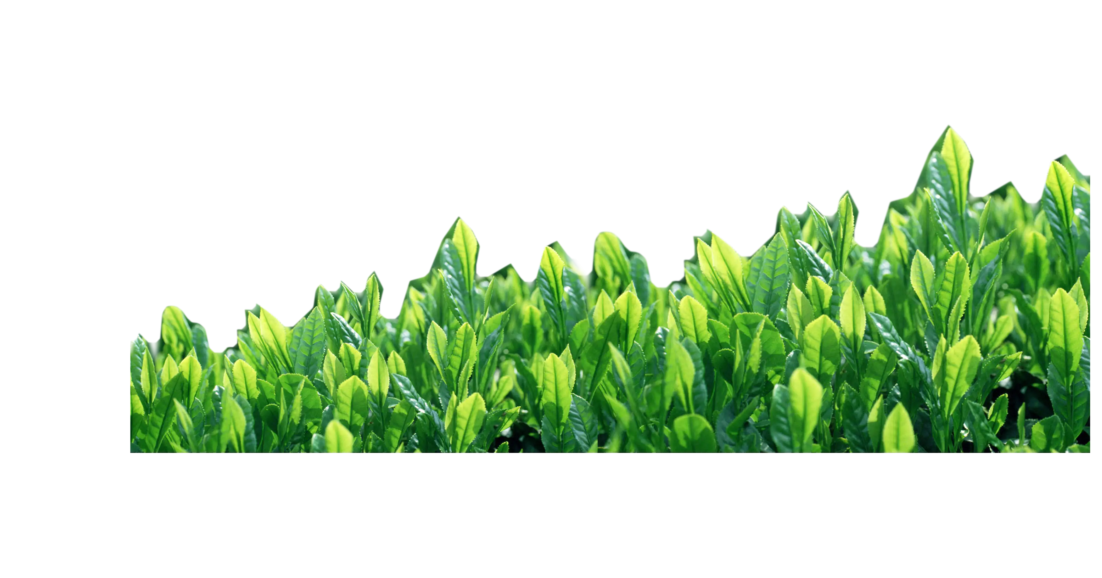 Lush Green Plants